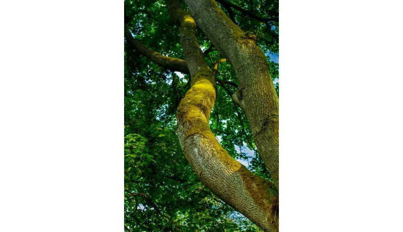 Wellness Hotel La Passionaria Mariánské Lázně